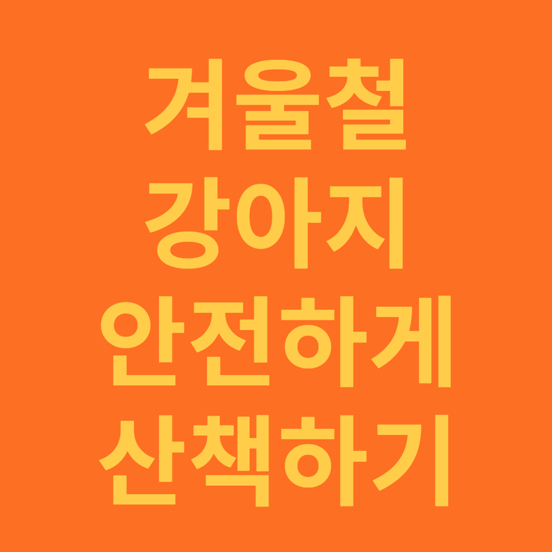 겨울철 강아지 안전하게 산책시키는 방법