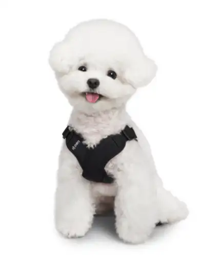 강아지 가슴 줄 순위 TOP 5