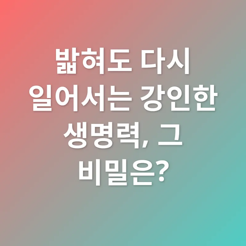 차전자피_1
