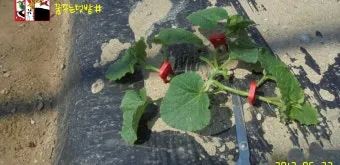 작물 순지르기 유인 기본 토마토 오이 가지 고추 수형관리_3