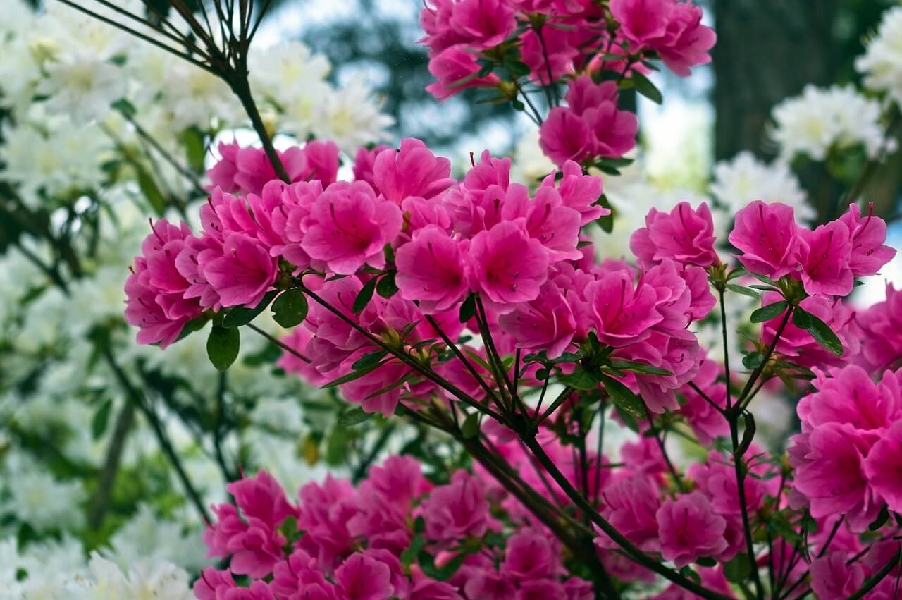 철쭉