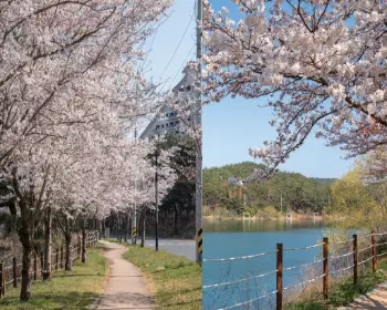 경주벚꽃축제_25