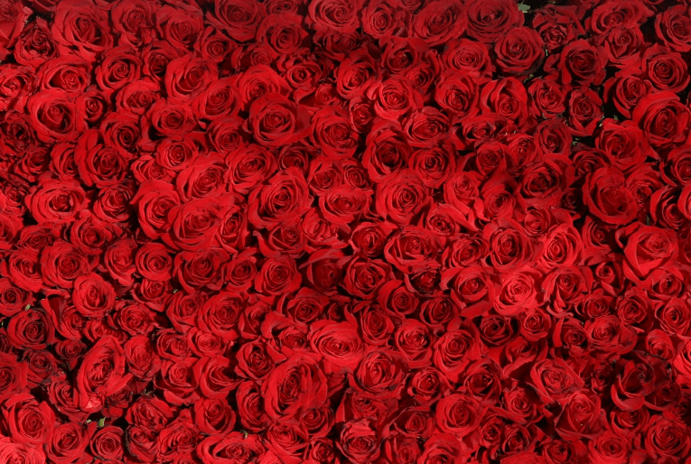 삼척장미축제 일정 입장료 주차장 관람꿀팁