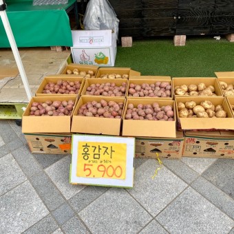 홍감자 효능 6가지와 부작용 및 찌는 법