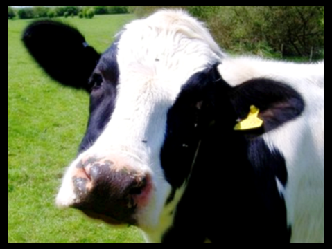 셀트리온 초유 단백질