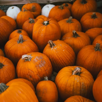 호박 효능과 부작용 고르는법 칼로리