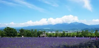 홋카이도 여름 여행코스 4박5일 일정과 맛집 정보 정리_5