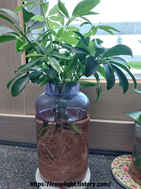 홍콩야자 수경재배 방법-홍콩야자 물꽂이