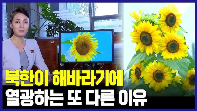 해바라기 재배 파종 깊이 지주 세우기 씨앗 수확_8