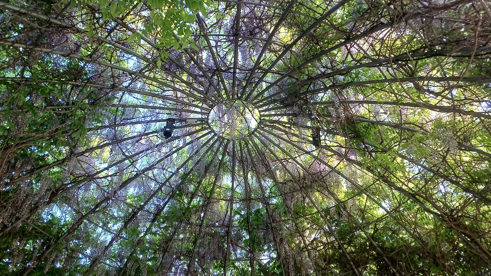 밀양댐 생태공원 등나무꽃5