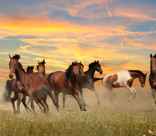 들판을 달리는 말