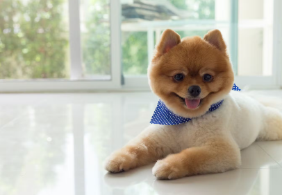 거실의 강아지