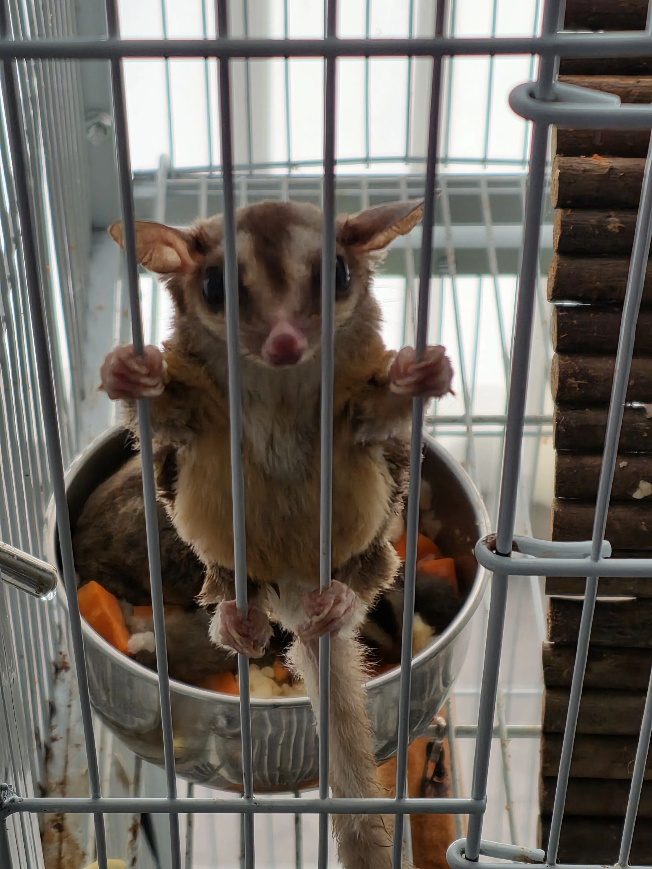 철창을 잡고 서 있는 작은 글라이더형 귀여운 동물