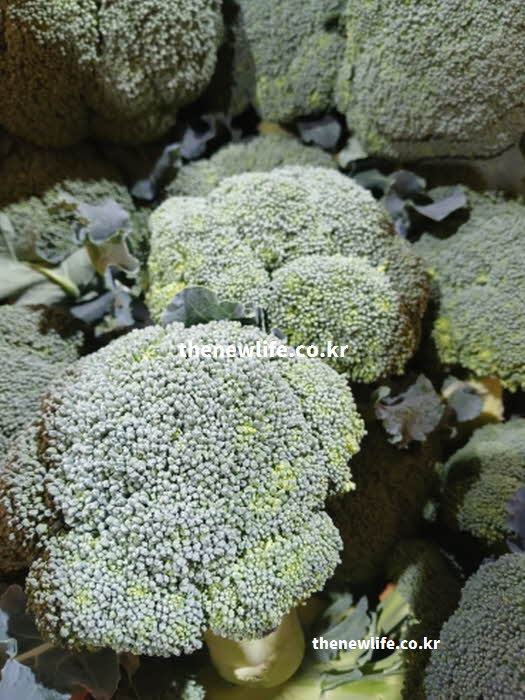 브로콜리 효능의 소화 촉진 작용을 돕는 비타민 U 실사진