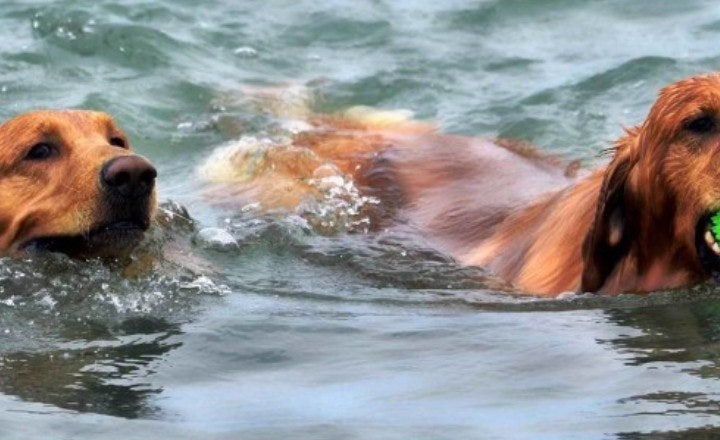 [여름휴가] 반려견과 함께 떠나는 해수욕장 추천 BEST 6