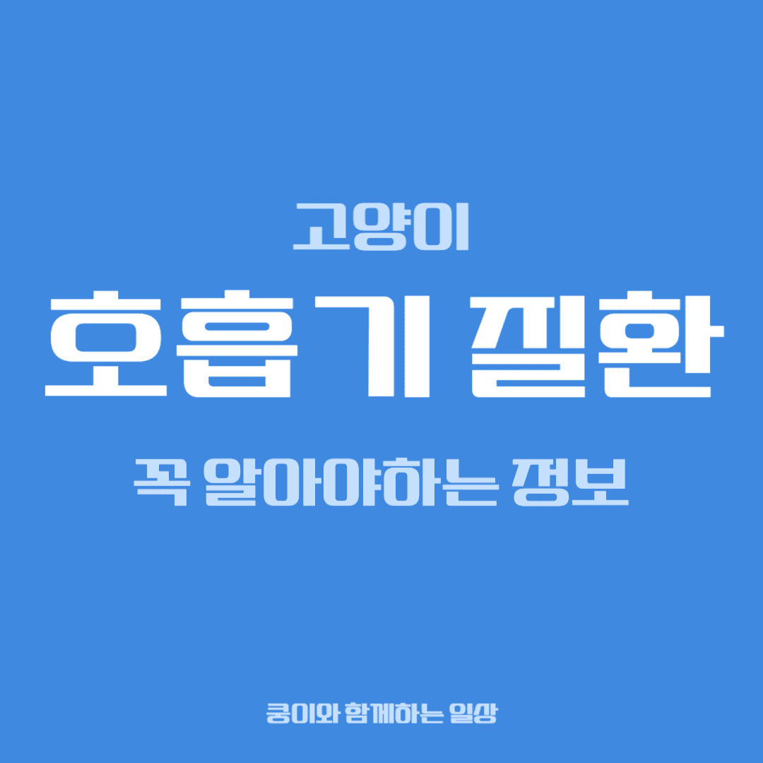 고양이 호흡기 질환, 집사가 꼭 알아야 할 정보