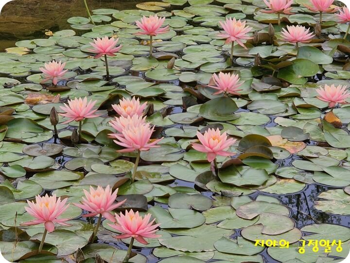 연못에 있는 연꽃