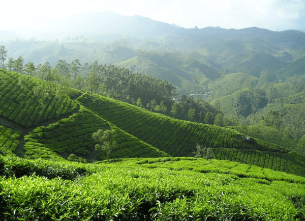 차와 함께 비우는 마음, 차를 우려서 따르고 있는 모습