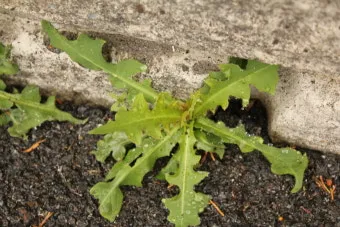 왕고들빼기 효능과 섭취시 주의사항 건강 정보_19