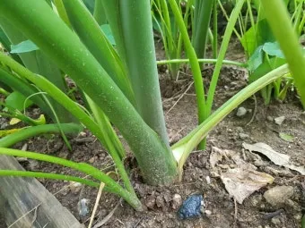 토란 재배 종자구 선택 고랑 관리 습도 조절_7