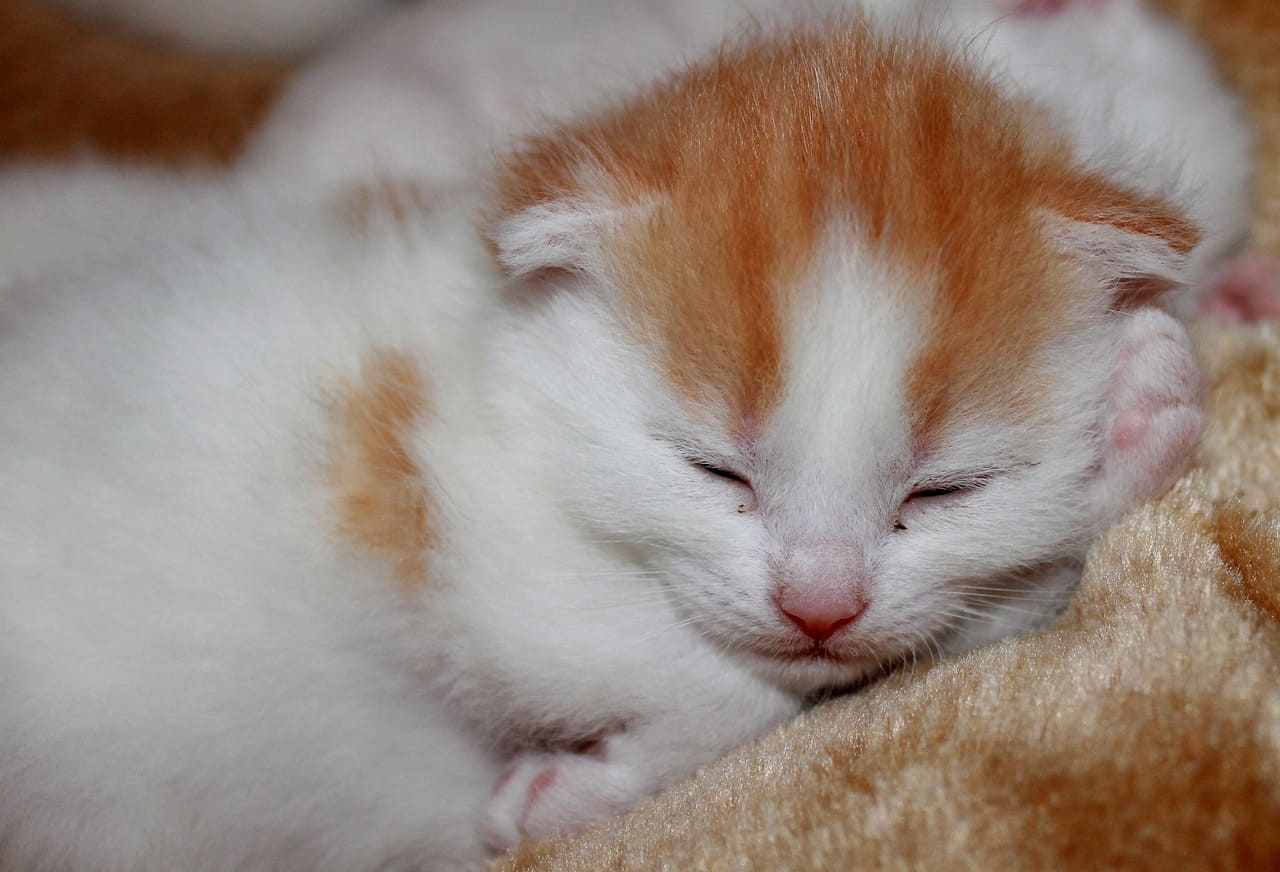 고양이 결막염 진단 방법