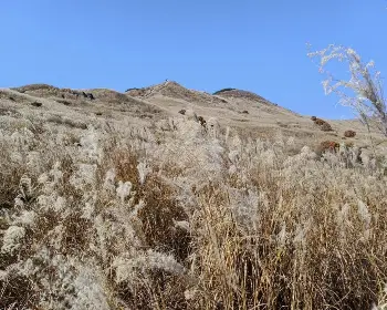 황매산 억새축제_15