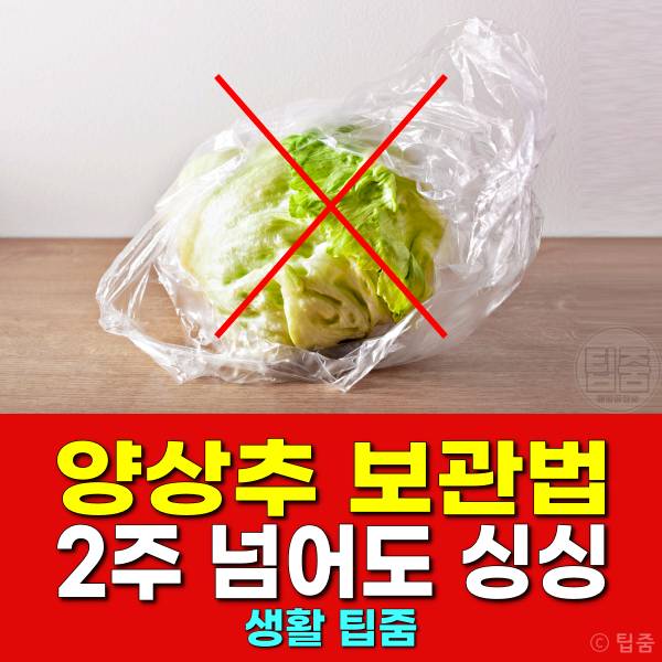 양상추 보관법 밀가루 양상추보관기간