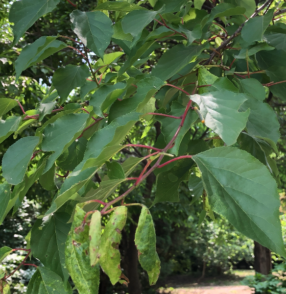 검정날개잎벌 피해2