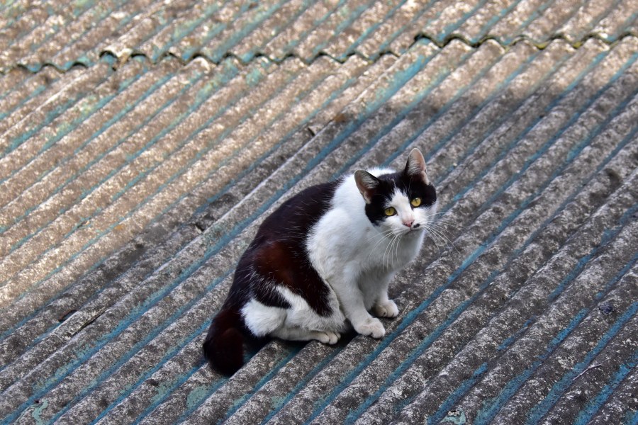 부산광역시 아미동 고양이