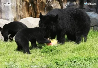 우수리 불곰 특징 성격 서식지_27