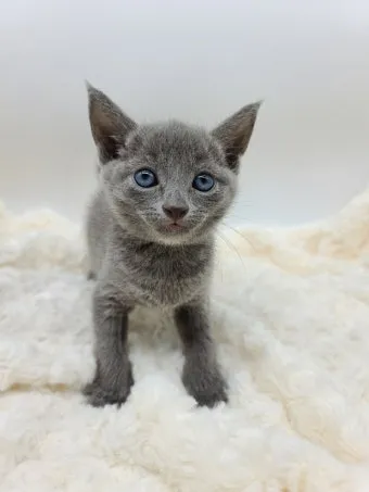 러시안블루 고양이 가격 믹스 수명 털빠짐_14