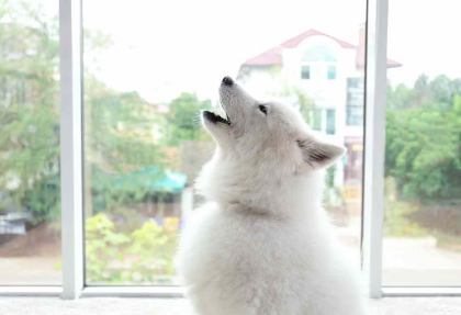 개가 멀리서 짖는 이유