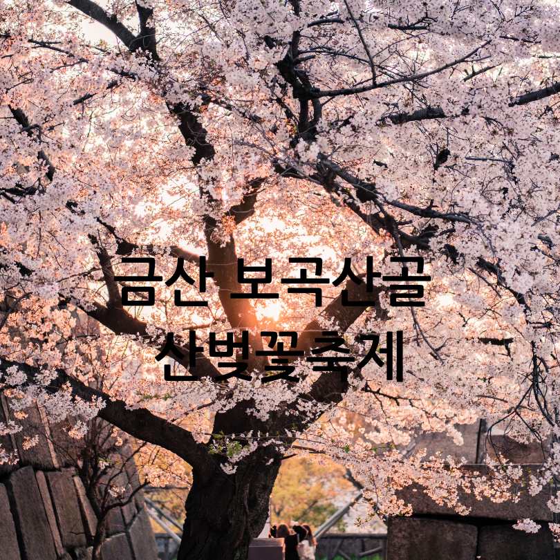 금산 보곡산골 산벚꽃축제