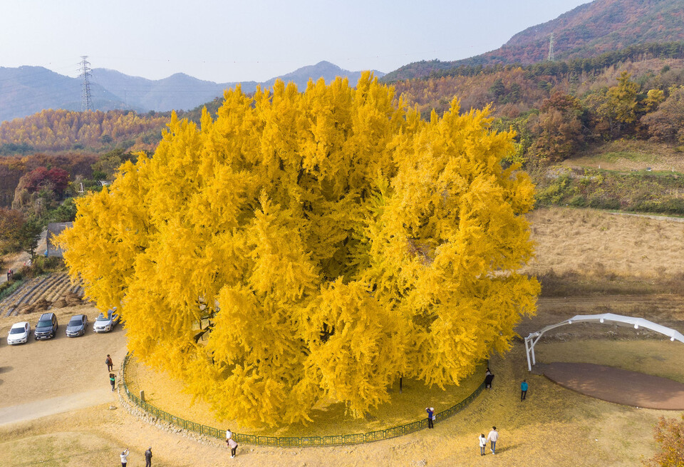 alt="은행나무"