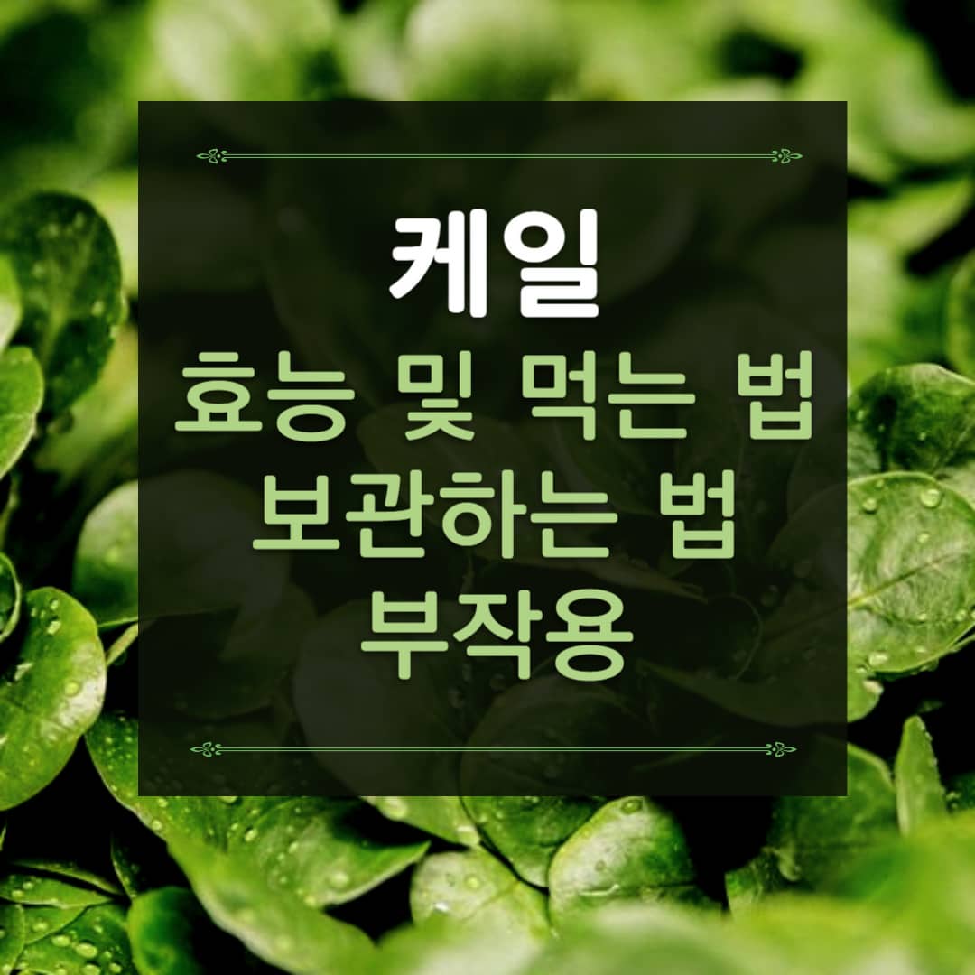 케일 효능, 케일 먹는 법, 케일 보관하는 법, 케일 부작용