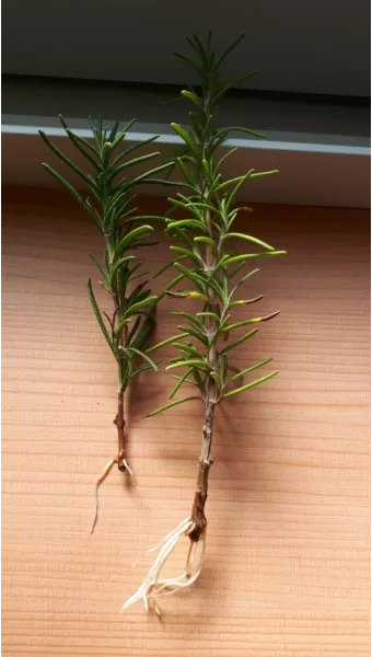 로즈마리 재배 삽목 번식 배수성 좋은 흙 관리_14