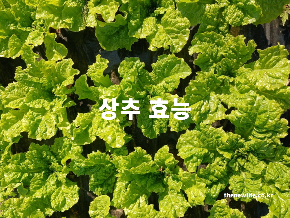 상추 효능 정보를 담은 블로그 대표 사진