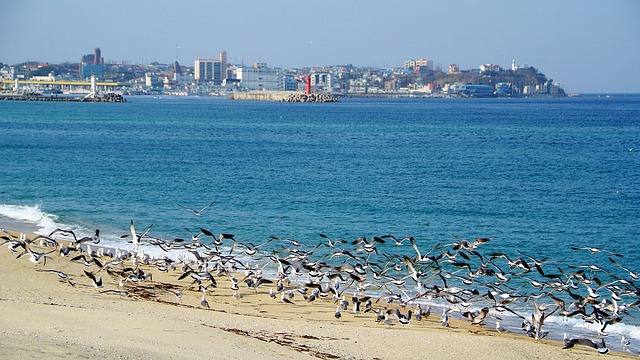 고흥 녹동항-거문도, 여수연안여객선터미널-거문도 가는 배 시간표 운임 요금 여객선 승선권 예약 예매2