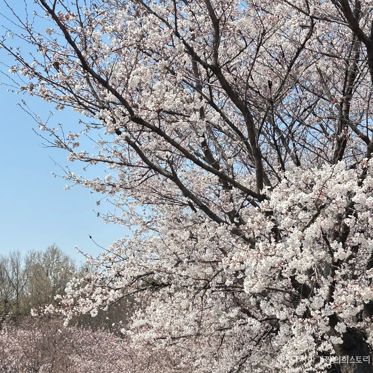 서울-서울숲-벚꽃-맛집