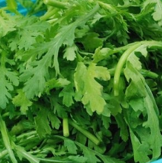 쑥갓의 효능 부작용 고르는법 칼로리 꽃