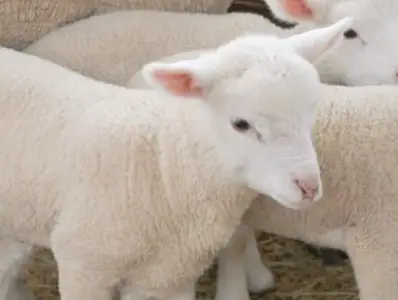 대관령-양떼목장-입장료-주차장-운영시간