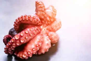 문어 가격 및 효능, 영양성분