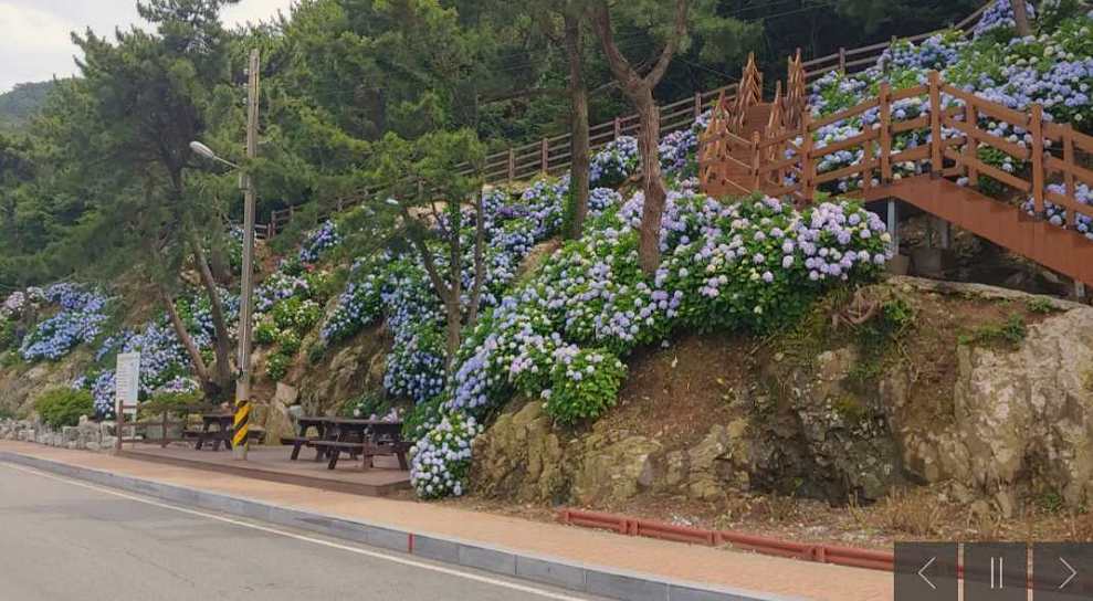 남부면 수국축제