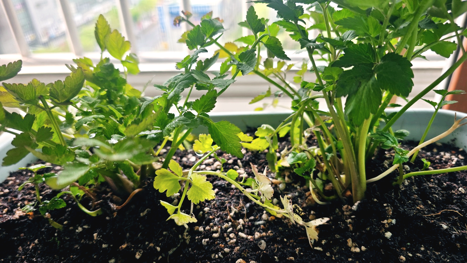 건강하게 먹을 수 있는 친환경 채소 가꾸기 완벽 가이드