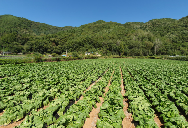 늘푸른농가 배추 농장