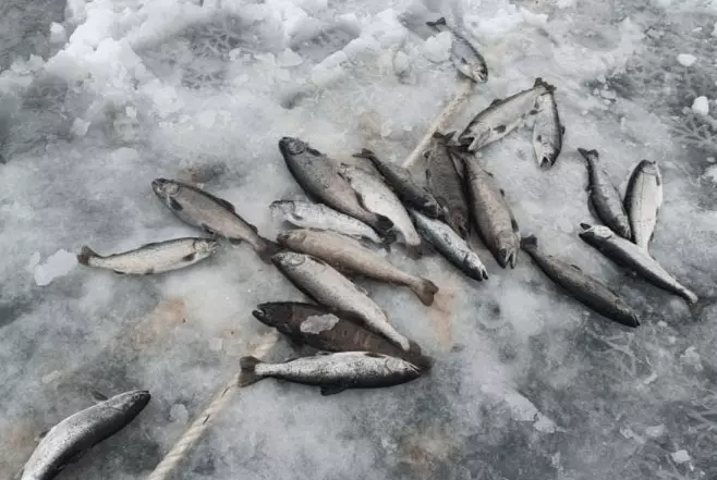 산천어