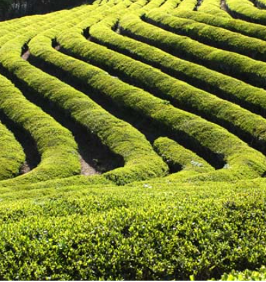 말차라떼 만들기 레시피