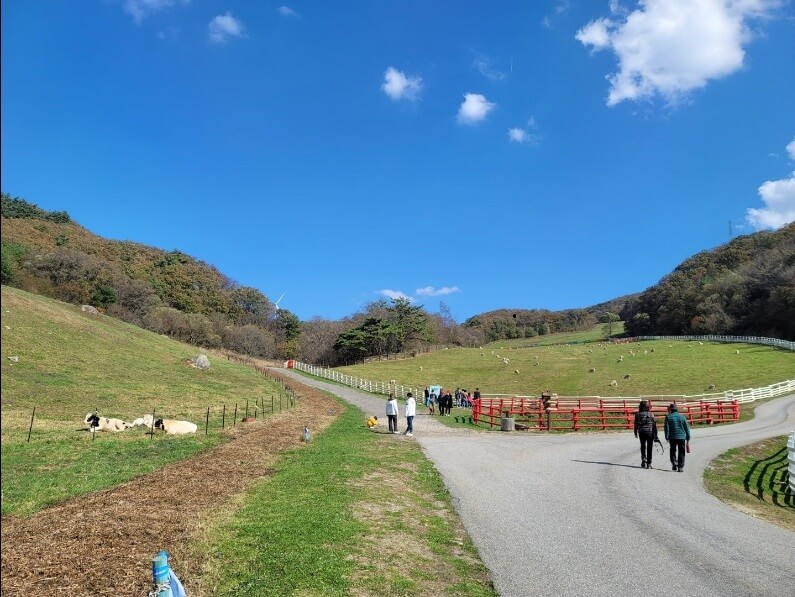 젖소목장-양목장