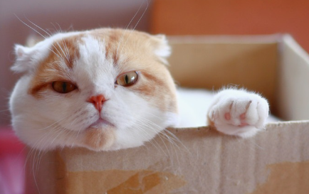 스코티쉬 폴드.