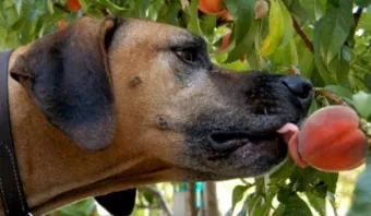 강아지 천도복숭아 먹어도 될까 안전한 급여 방법_11